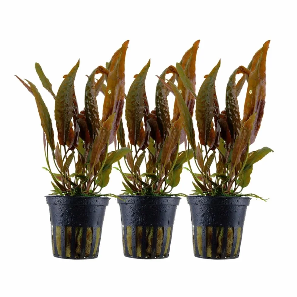 AquaOne Cryptocoryne usteriana roślina do akwarium, 3 sztuki, środek gruntu, roślina wodna, roślina akwariowa, rozeta w pełni zakorzeniona, prosta dekoracja Aquascaping