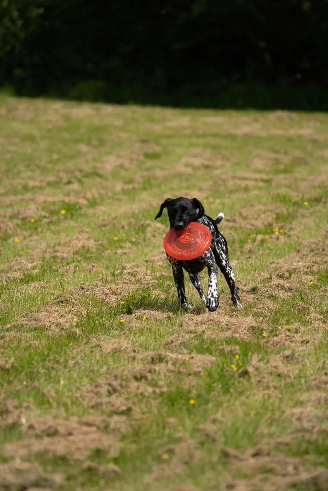 Petface Toyz gumowa zabawka dla psa frisbee - kolor może się różnić