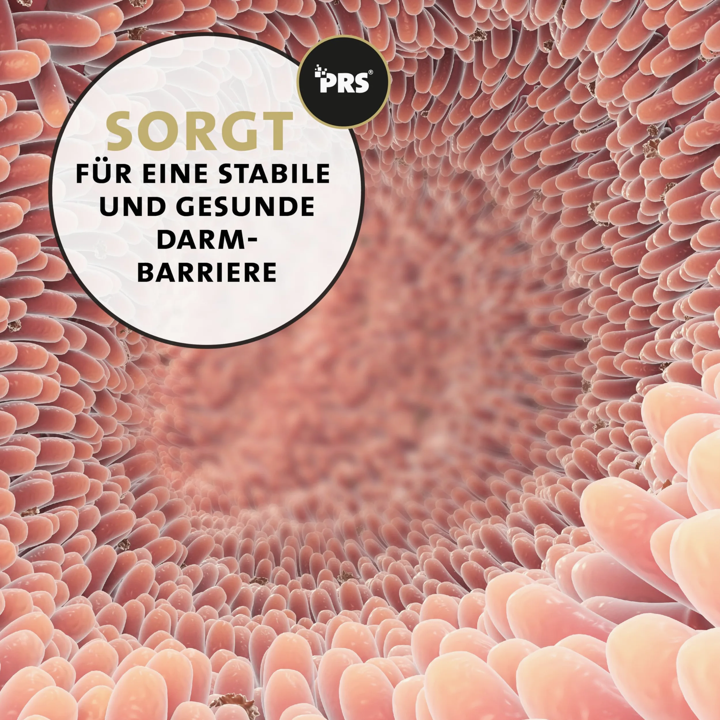 Peticare Prebiotyki i probiotyki dla kotów, wzmacniają układ odpornościowy, regenerują jelit, odbudowują florę jelitową, łagodzi podatność na alergię i swędzenie | z innowacyjnym kompleksem