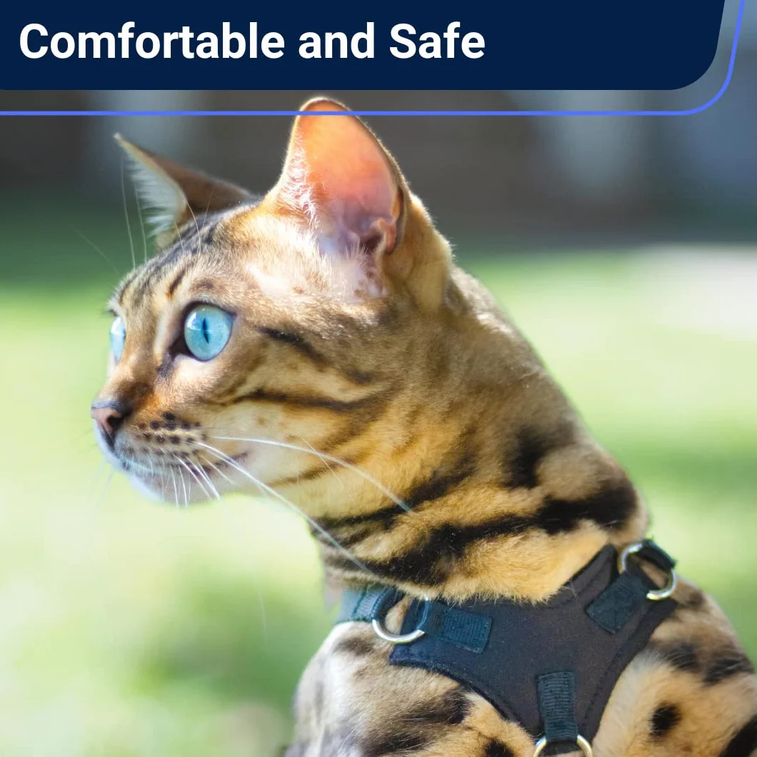 Houdini™ Vegan Leather Escape Proof Kitten zestaw uprzęży i smyczy – od OutdoorBengal for Walking Kittens (S)