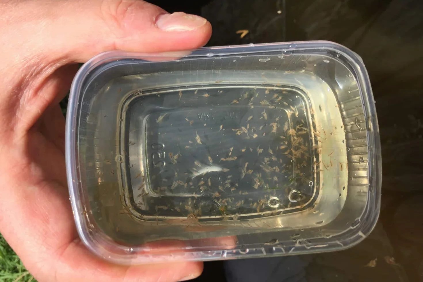 Hobby 21630 Artemia kombinacja, 4 sitka, 180, 300, 560, 900 my