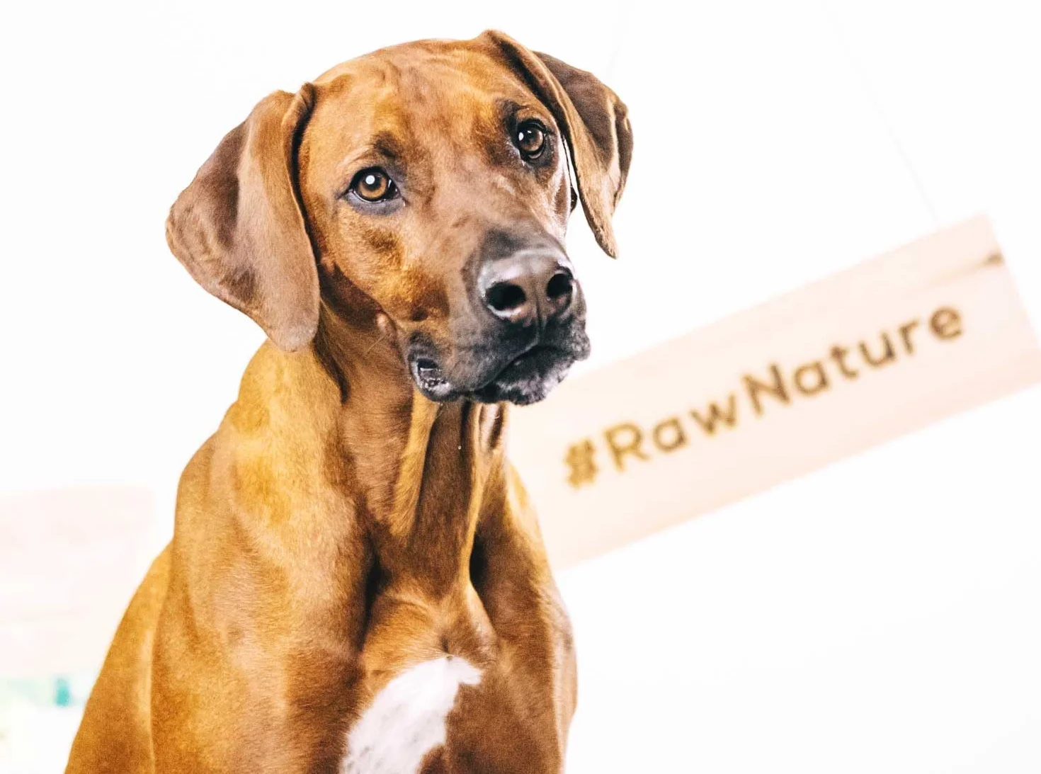 RAW Nature Psie cygaro kangur, 7 sztuk, 100% naturalna przekąska dla psa, monoproteina, hipoalergiczne i bez zbóż, suszone na powietrzu mięso kangurka, suszone mięso, wysokiej jakości mięso