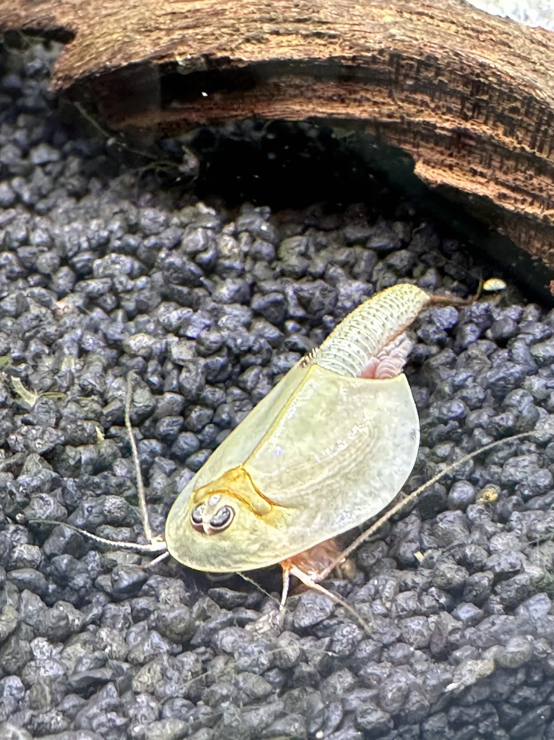 Kopia Triops Longicaudatus ok. 200 Pure Eggs (1 kapsułka)