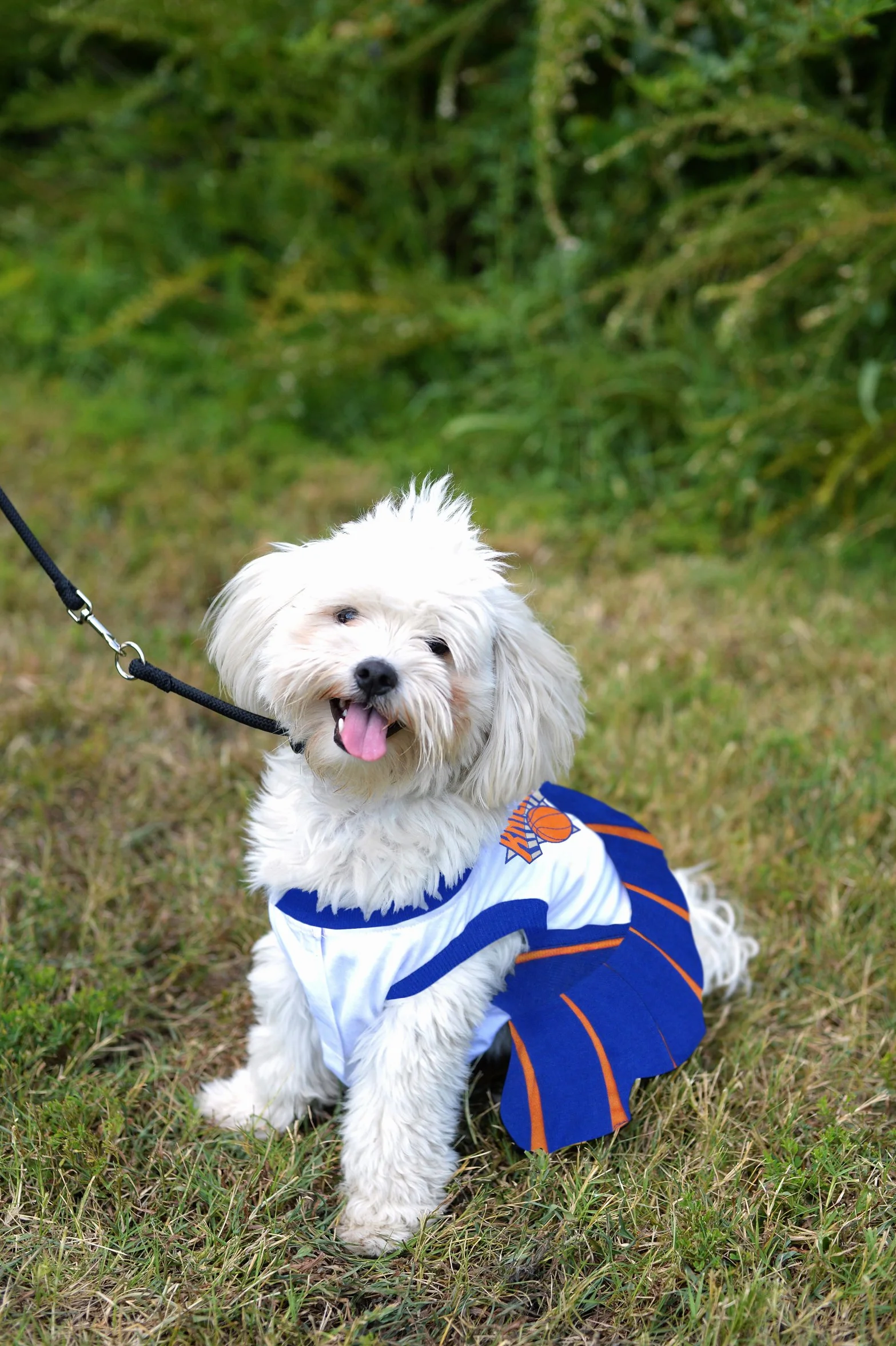 Pets First NBA New York Knicks pies cheerleader sukienka, mała