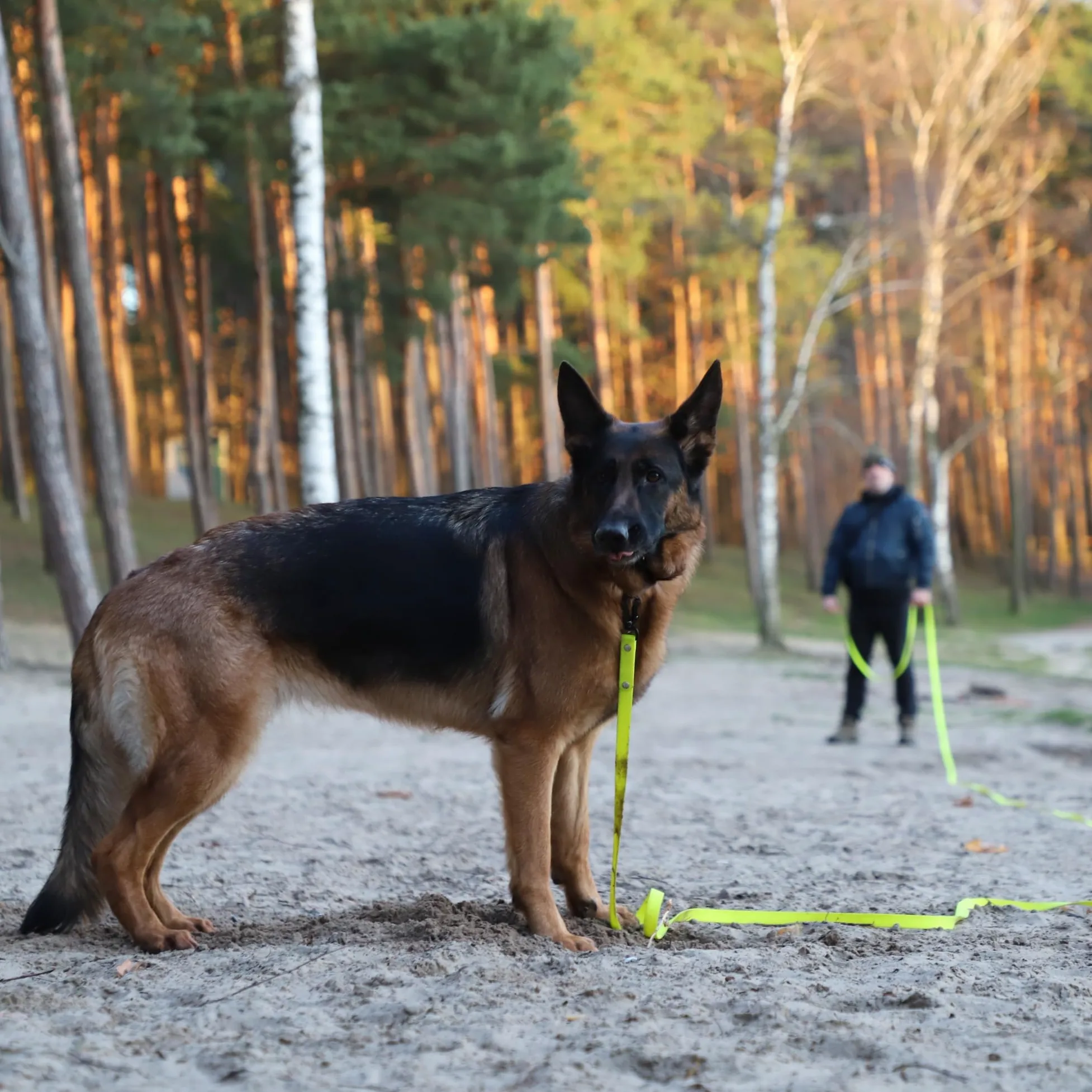 Dingo Smycz treningowa dla psów, spacery z psem, trening posłuszeństwa, karabińczyk, uniwersalny, praktyczny, szerokość 1,6 cm, długość 20 m, bez uchwytu, żółta 10178