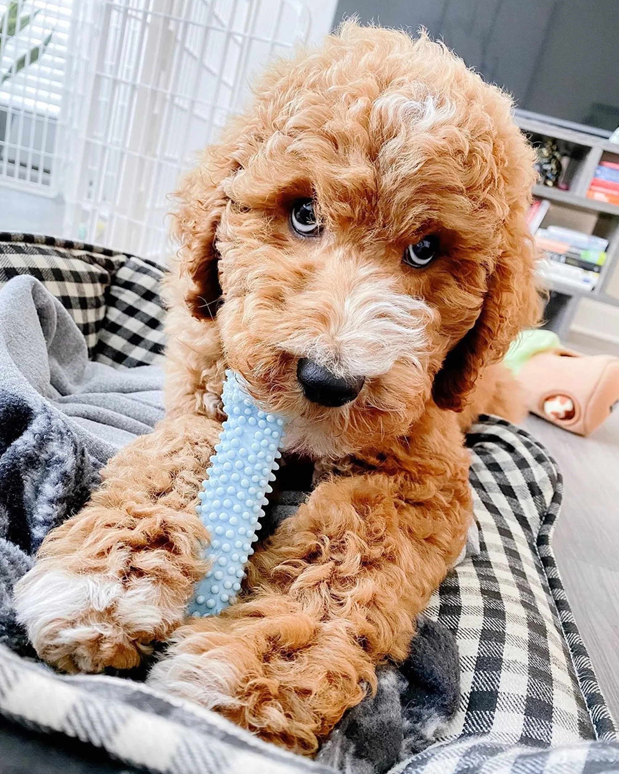 Nylabone Zabawka do Gryzienia, Niebieski, XS