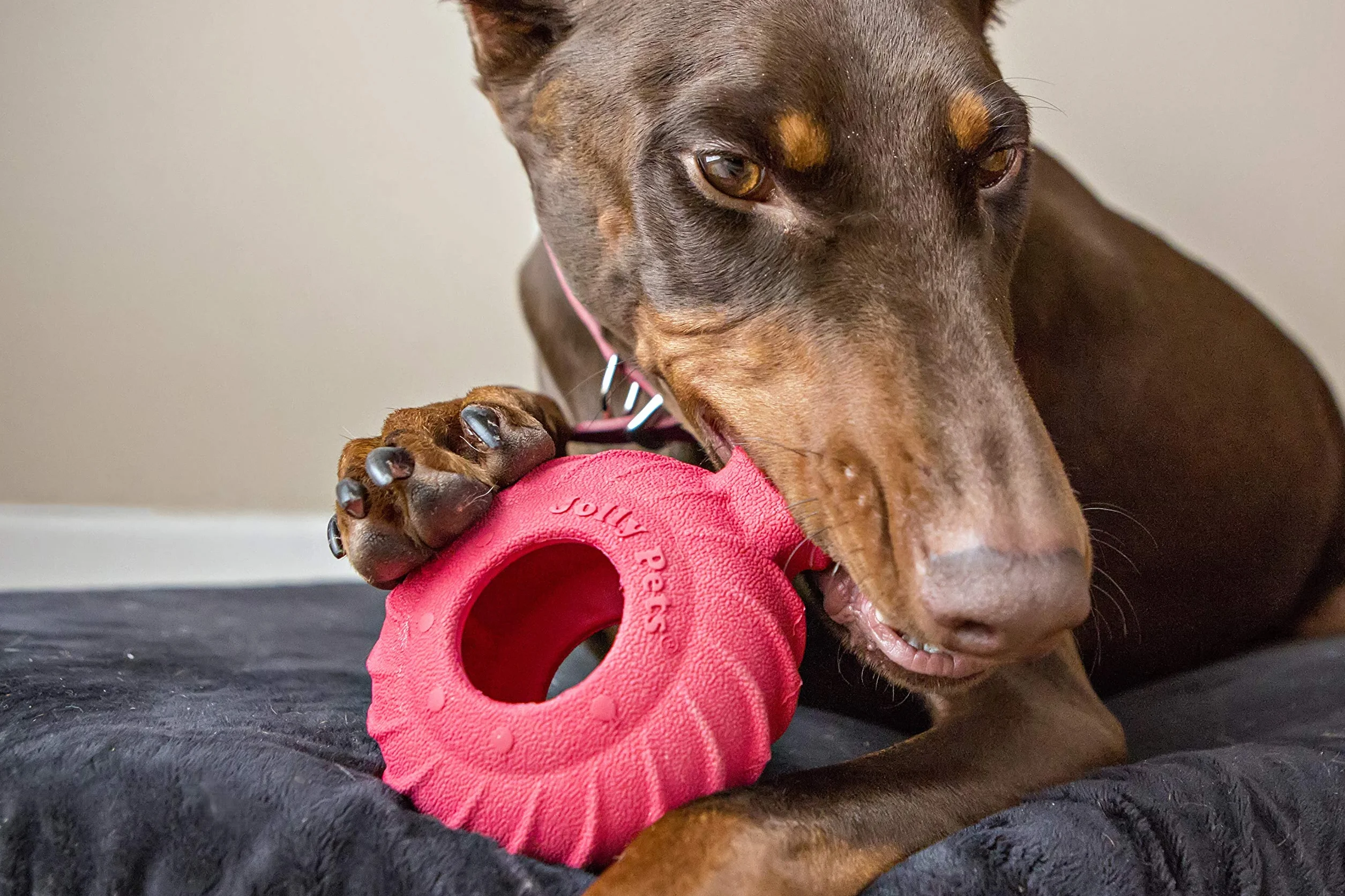 Jolly Pets Tuff Treader JTR23 Zabawka dla psa z uchwytem, 15,2 cm, czerwona, 15,2 cm, tuff Treader, L/XL