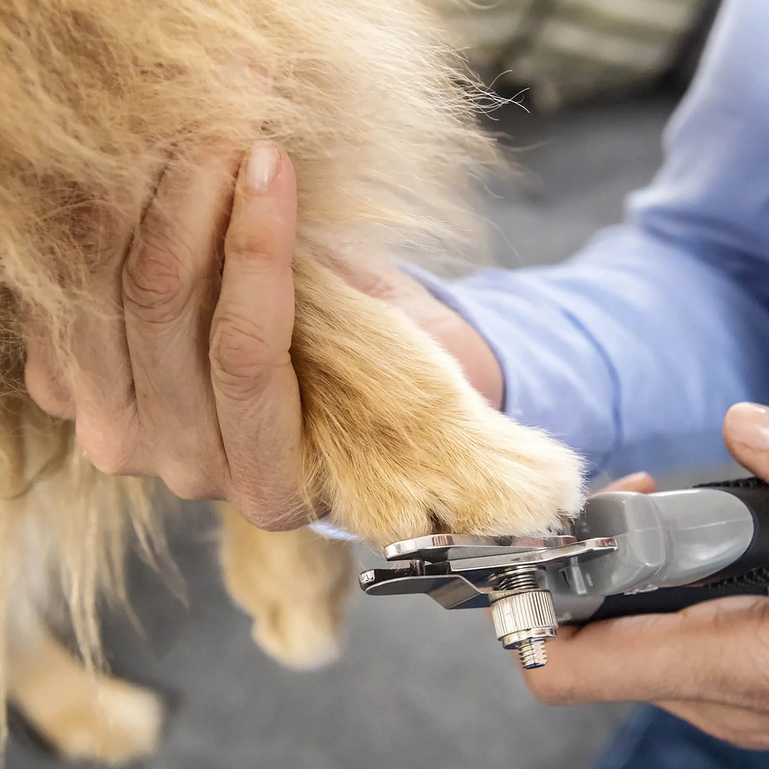 Furminator Nożyce do pazurów dla psów i kotów – profesjonalna i łatwa pielęgnacja pazurów dzięki regulowanej prowadnicy na paznokcie