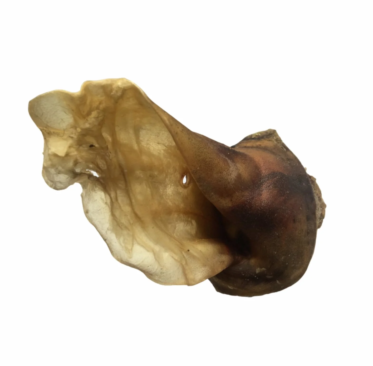 Uszy Wołowe XXL z Muszlą dla Psów, 1 kg, Naturalny Gryzak do Żucia dla Dużych Psów, 15-22 cm, Bez Futra, Organiczna Przekąska Bez Chemikaliów, Polska Produkcja