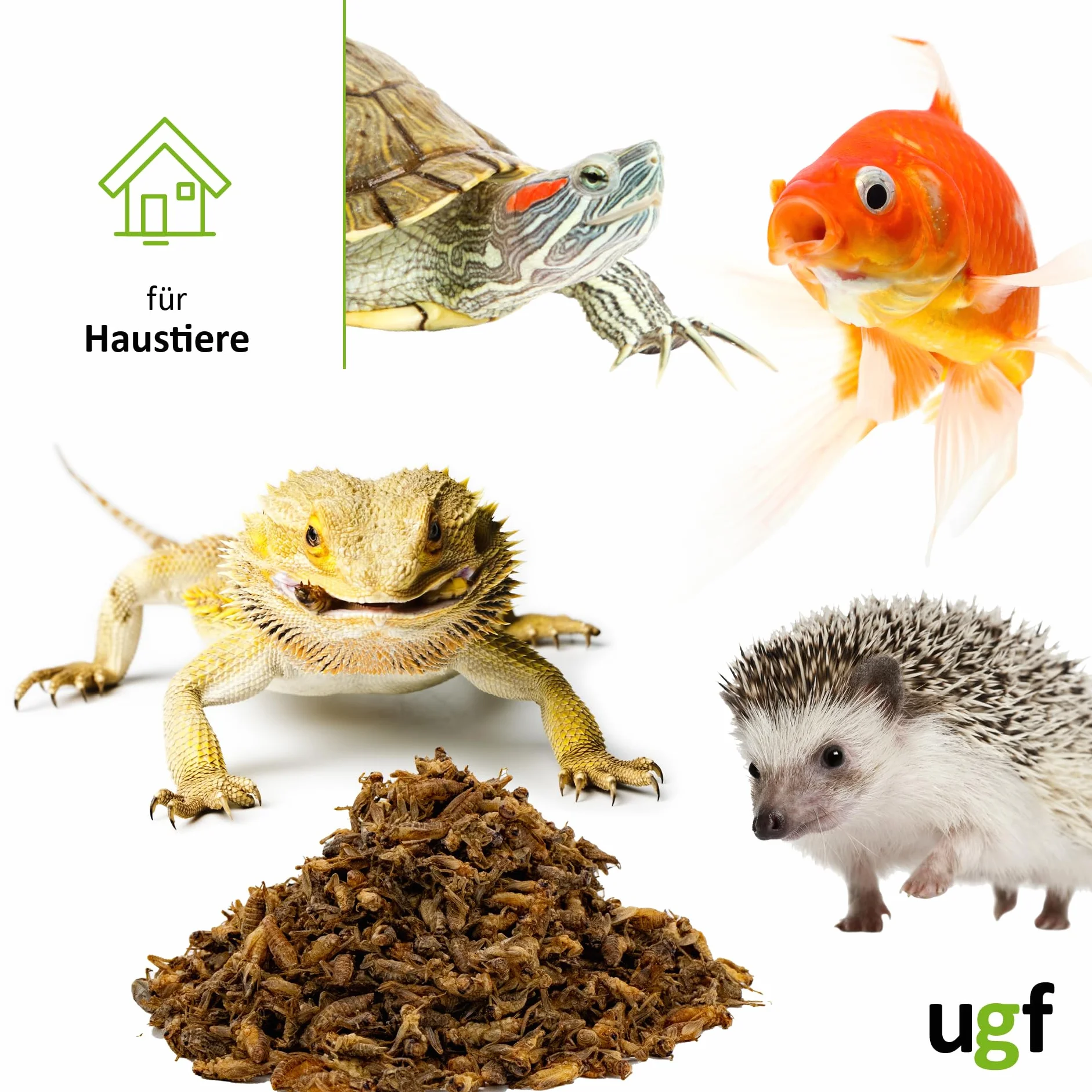 UGF - Suszone małe świerszcze - 400 g w wiaderku 3-litrowym, Owady świerszczowe, Karma dla ptaków dzikich (całoroczna), Karma dla żółwi, Karma dla jeży, Karma dla jaszczurek, Karma dla ryb