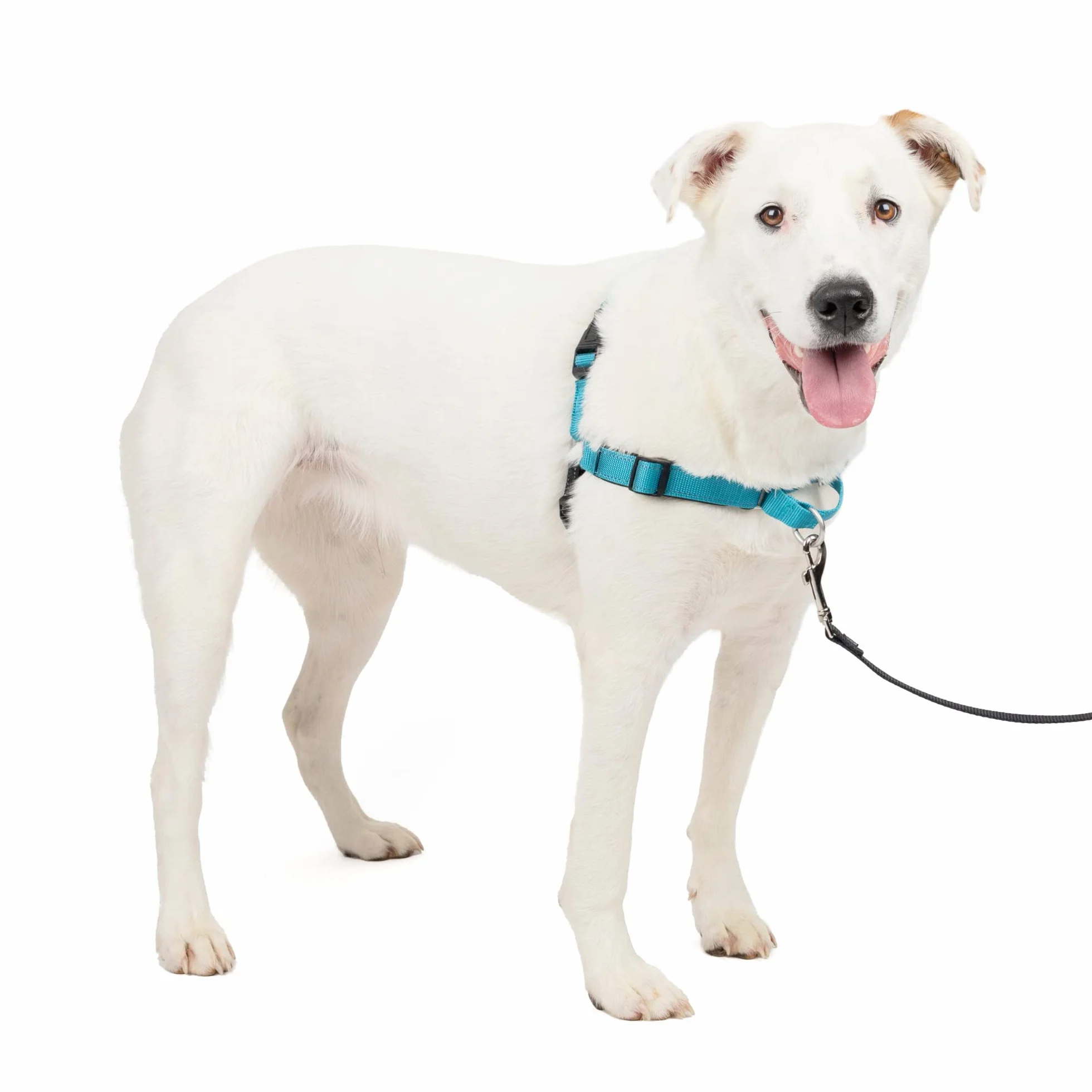 PetSafe Deluxe Easy Walk uprząż dla psa