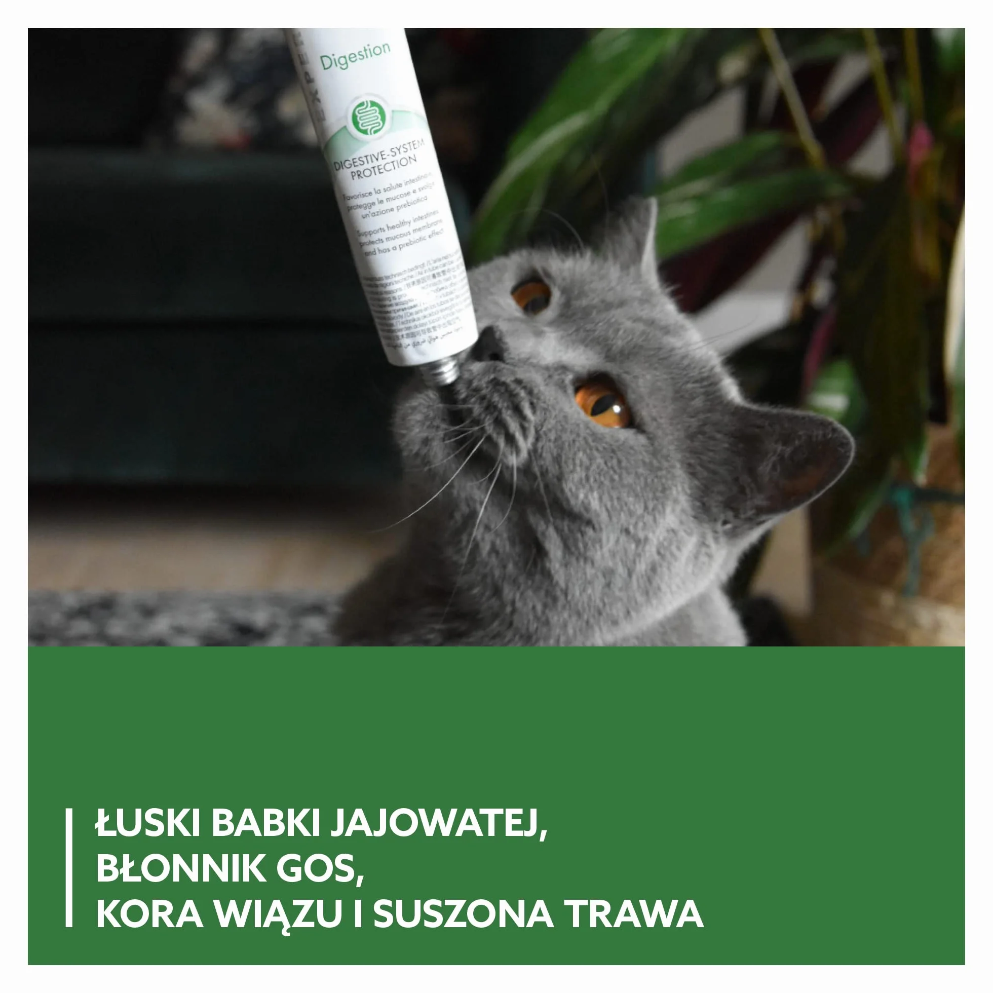 GimCat EXPERT LINE Gastro Intestinal pasta - Funkcjonalny przysmak dla kotów, wspomagający trawienie i mikroflorę jelitową - 1 tubka (1 x 50 g)