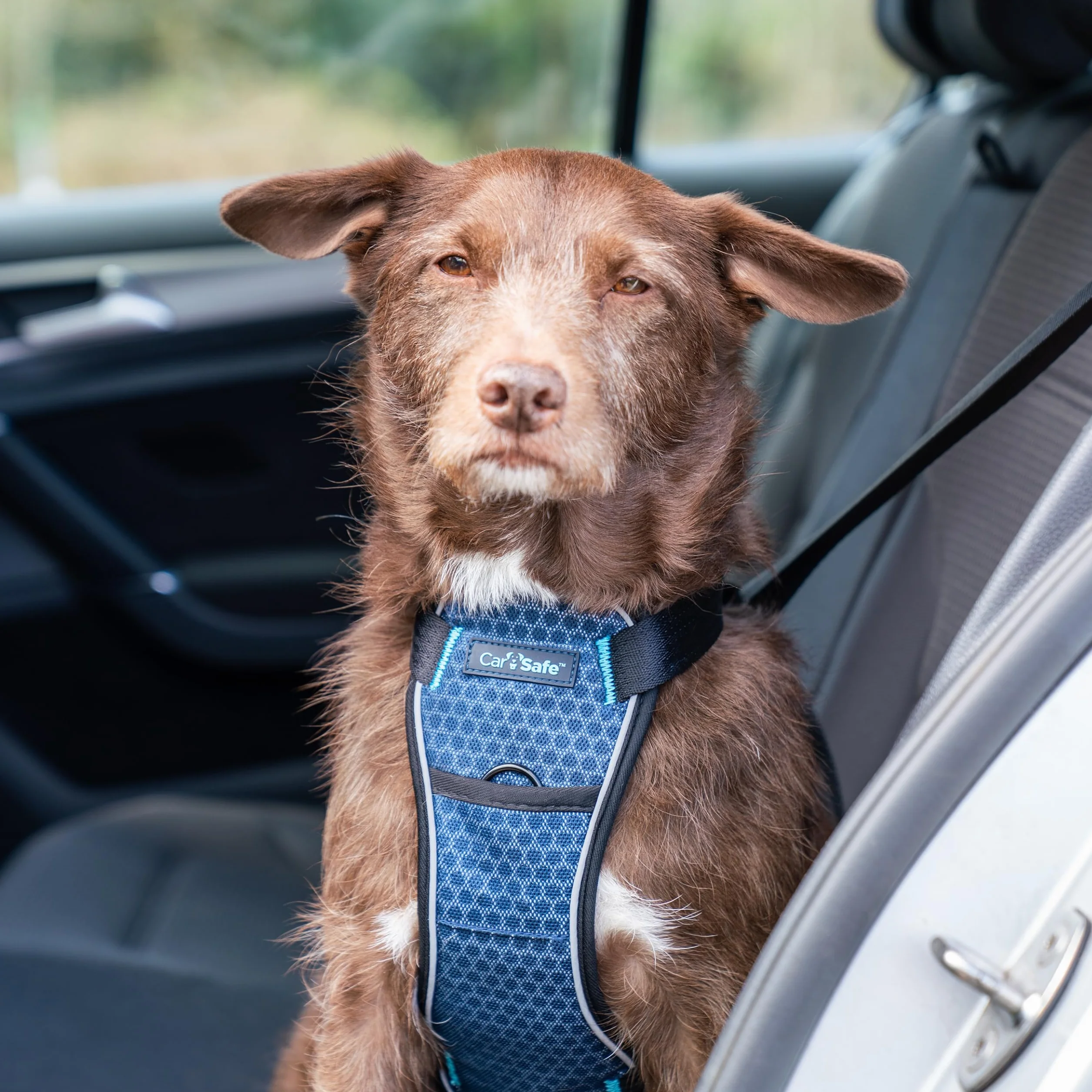 Company of Animals CarSafe Rozbić się Przetestowany Psa Bezpieczeństwo Uprząż, Mały, Niebieski