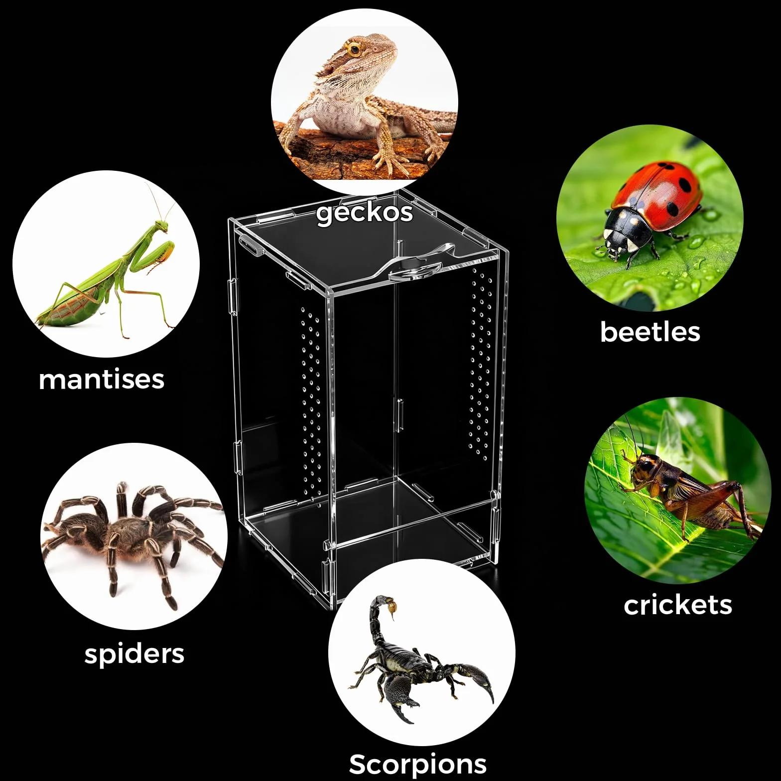 12 × 12 × 20 cm gady, terrarium akrylowe, przezroczyste 360°, mini terrarium, faunarium, terraria dla gadów i płazów, do hodowli, przechowywania i obserwacji