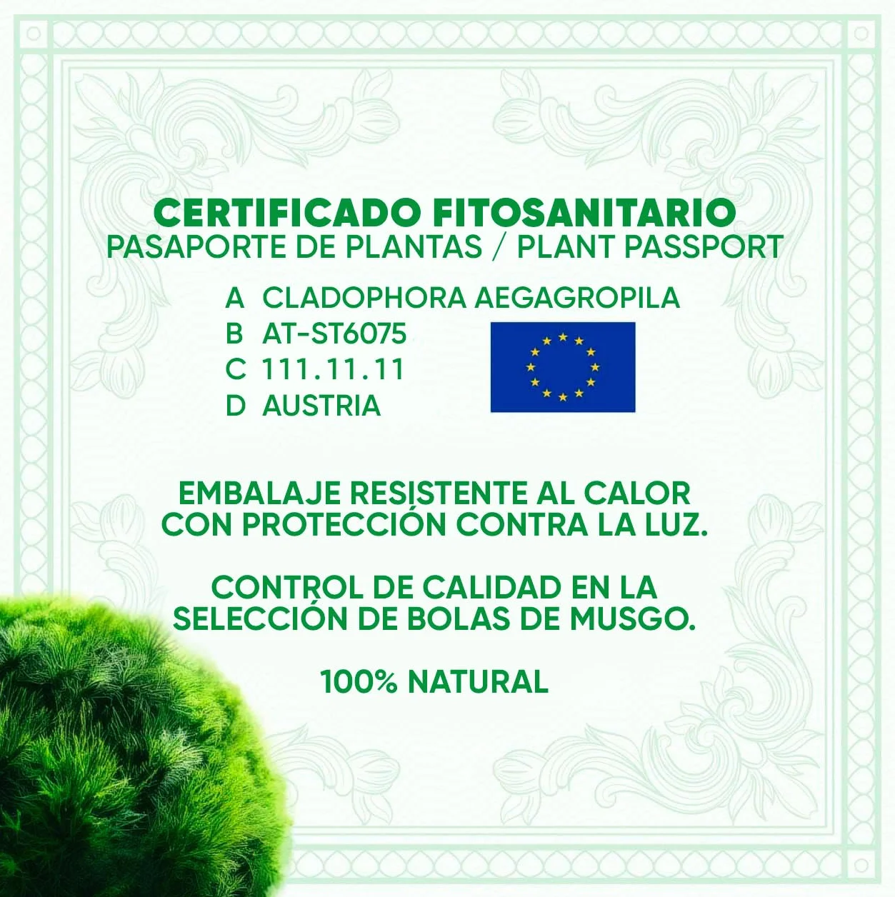 20 + 1 szt. kule mchu akwarium Cladophora aegagropila linneiae mech rośliny akwariowe rośliny wodne dekoracja rośliny prawdziwe marimo piłki mchu akwarium marimo moosball (1-3 cm)