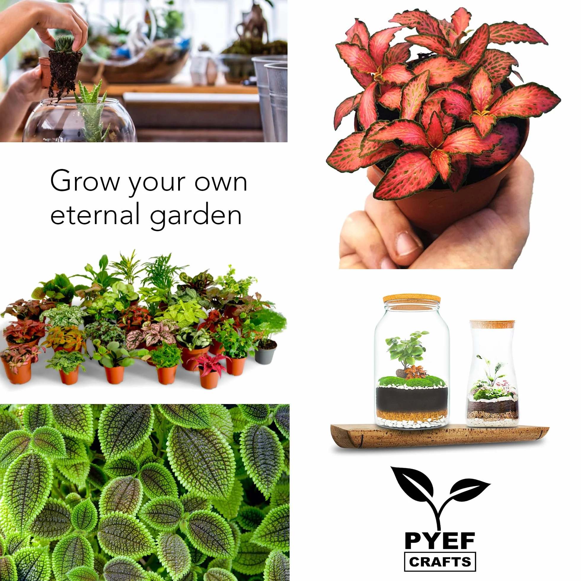 Zestaw do terrarium DIY dla roślin, zestaw startowy do ogrodu w butelce, samowystarczalny ekosystem - materiały dla sukulentów, roślin powietrznych, paproci - zestaw bez słoika (M), bez