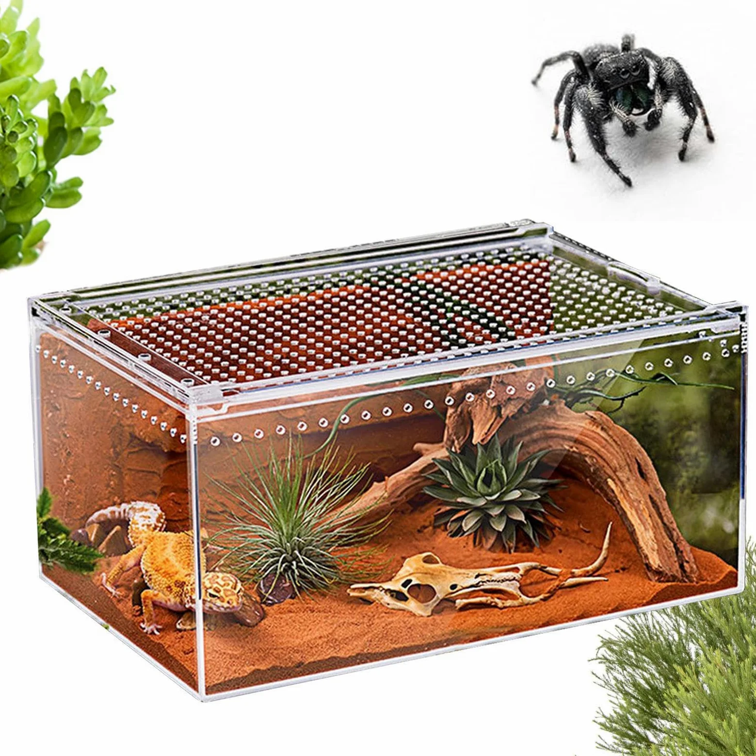 Terrarium Dla Paj?ków Skacz?cych - Akrylowe Terrarium Dla Gadów | Jaszczurek,dla Gekonów W??y Kameleonów ?ó?wi