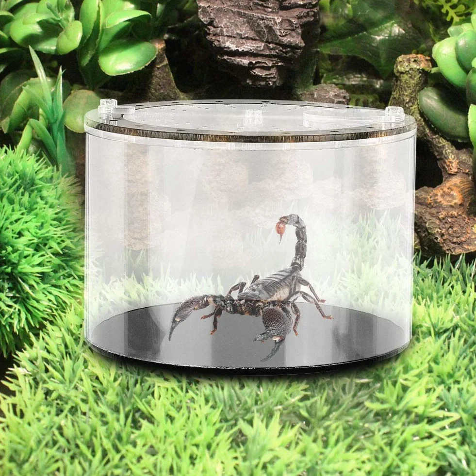 GOTOTOP Akrylowy pojemnik na gady terrarium z pęską do depilacji i pędzelkiem do ślimaków z owadami