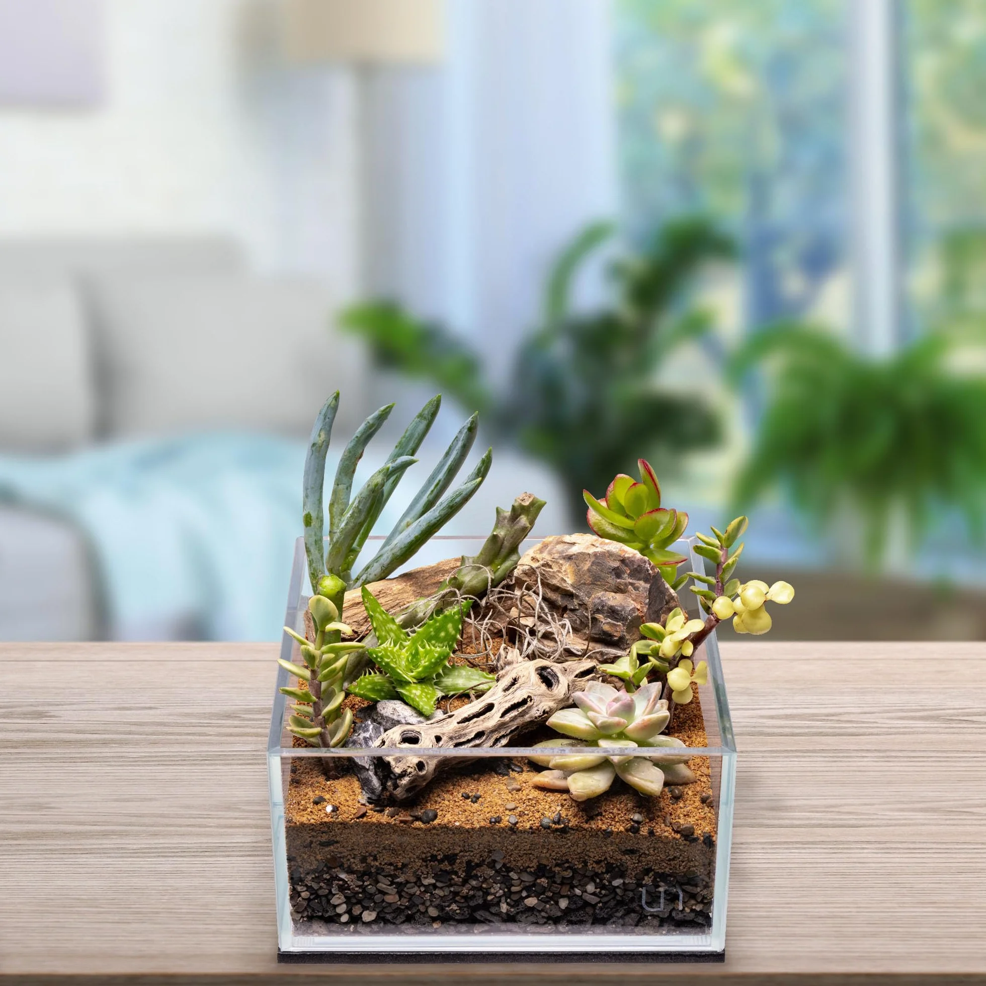 SubstrateSource Drewno Cholla do akwarium Driftwood 15 cm - 2 sztuki