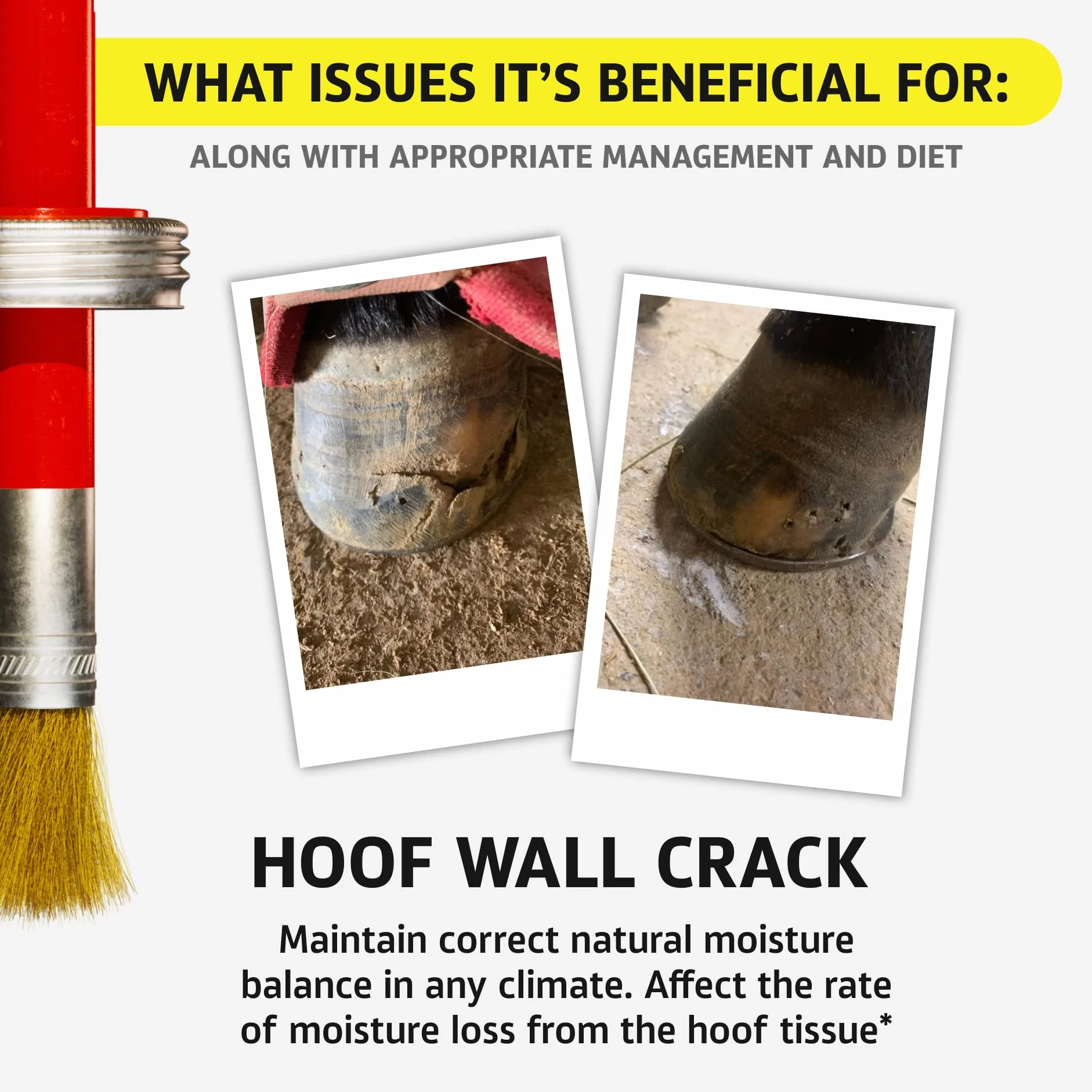 Hoof Doctor - White Line | Thrush | Abscesses | Quarter Crack | Seedy Toe | Corns and Sole Bruises - 100% All-Natural Hoof Care Product - Birch Bark Extract, Betulin, Omega-3 with Vits A & D (16 Oz)