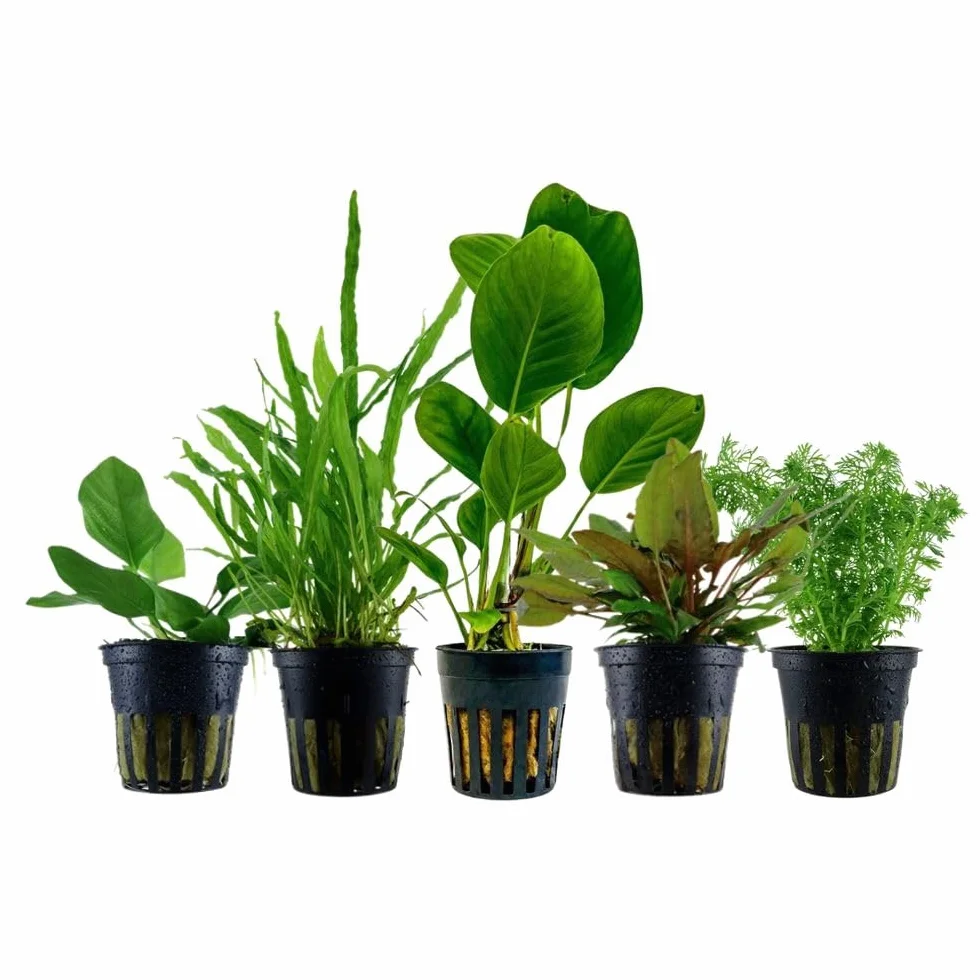 AquaOne Rośliny akwariowe Anubias Microsorum Cryptocoryne Limnophila zestaw łatwe w pielęgnacji rośliny wodne