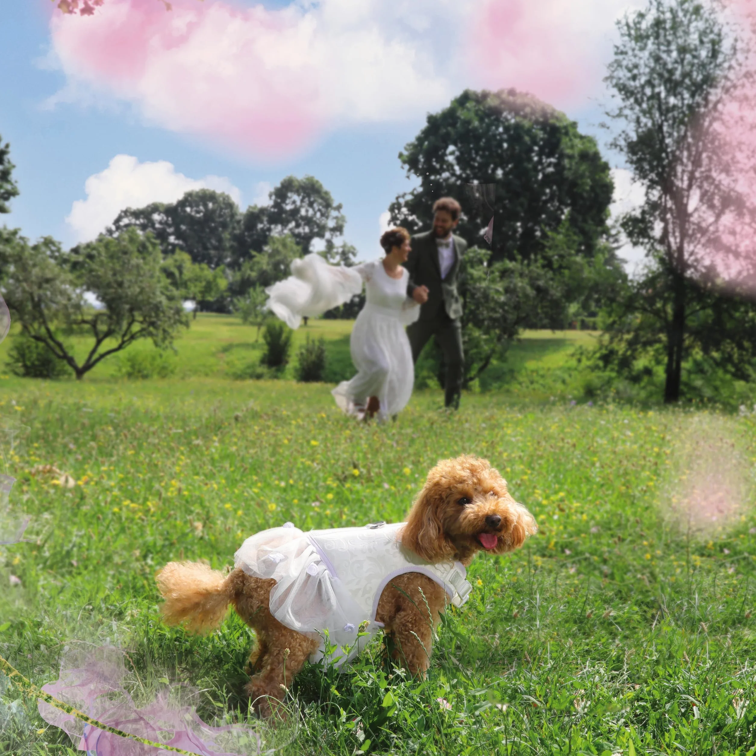 Croci Ceremony Bride uprząż dla psa na wesele, sukienka dla psa z tiulową spódnicą, Adamaszek, regulowana, M/41-45 cm
