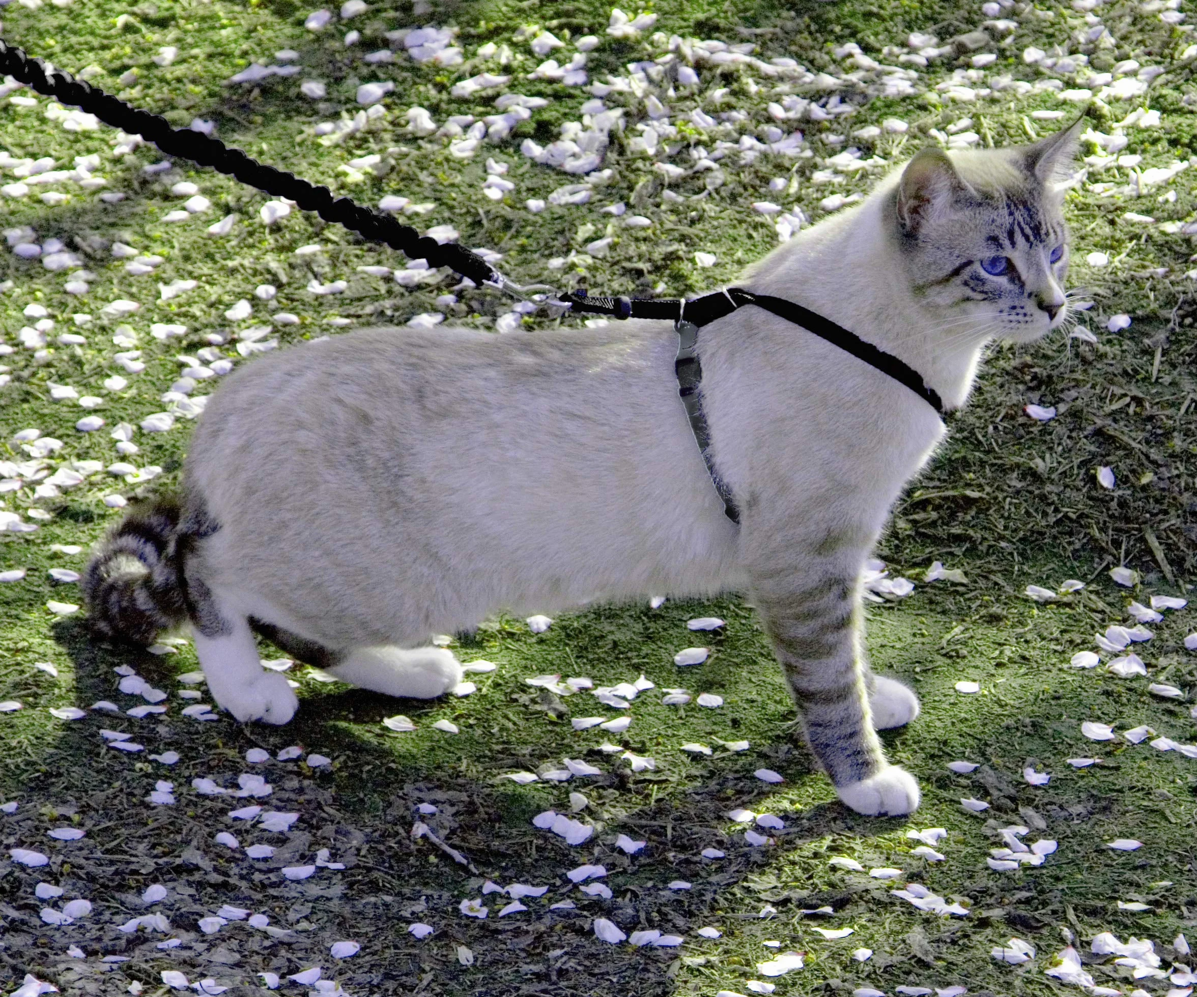 PetSafe Come With Me Kitty uprząż i smycz na bungee, rozmiar M, czarny/srebrny
