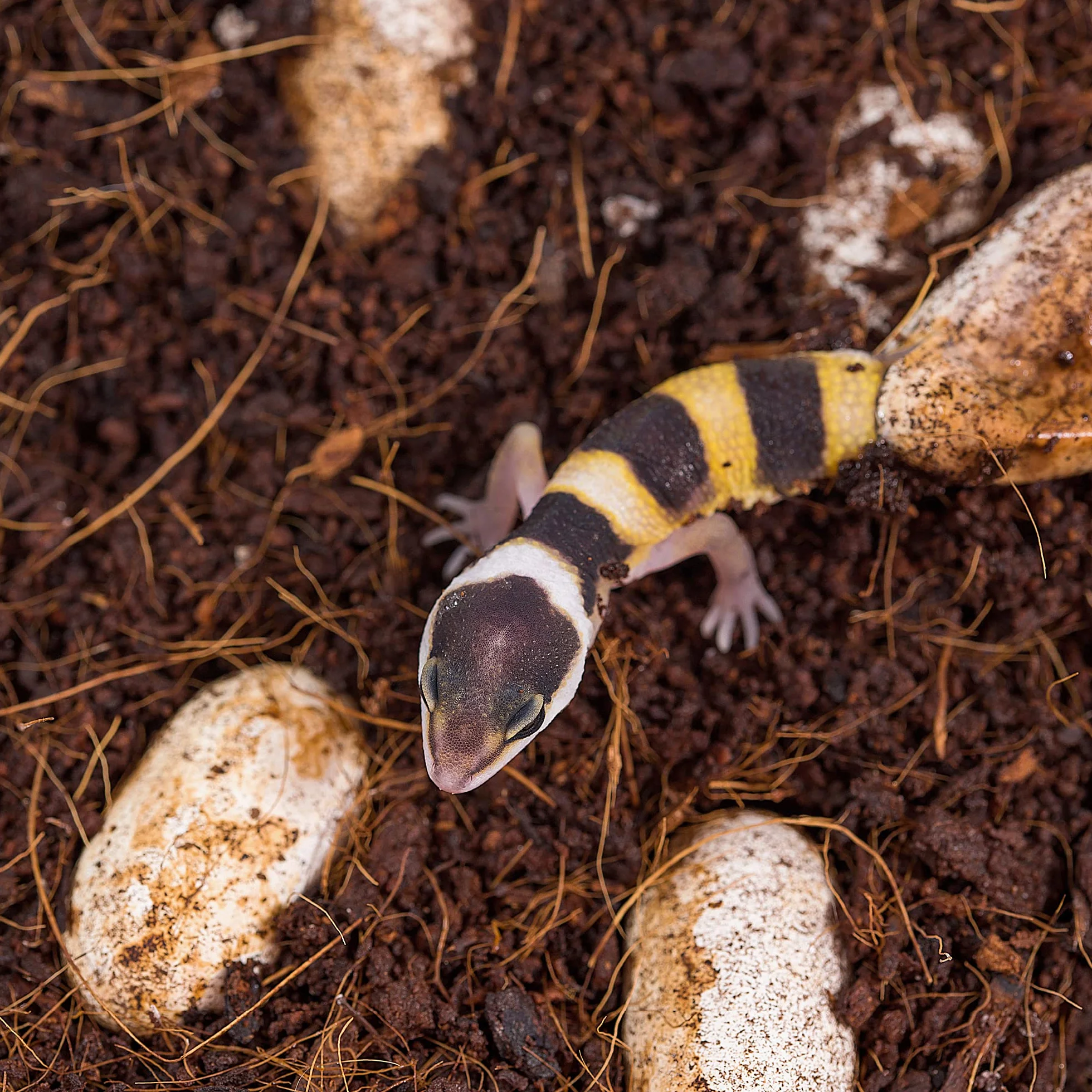 Podłoże terrarium ziemia kokosowa sucha 20 l worek dla gadów