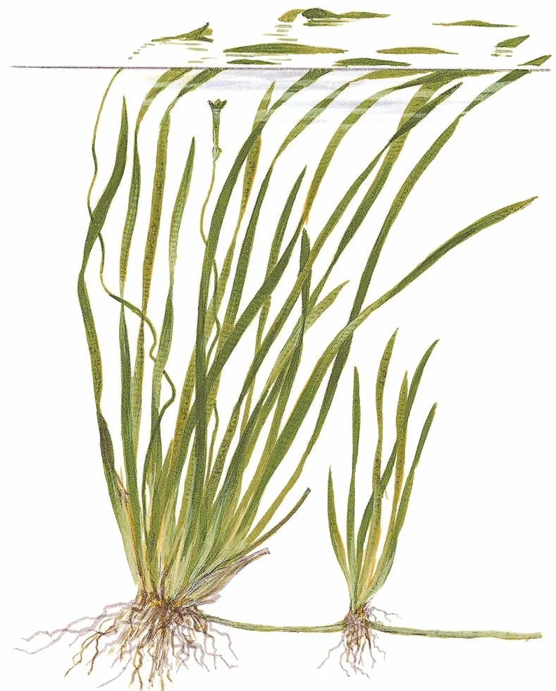 Tropica Roślina Akwariowa Vallisneria spiralis 'Tygrys Nr.055A' Rośliny Wodne do Akwarium Rośliny Akwariowe