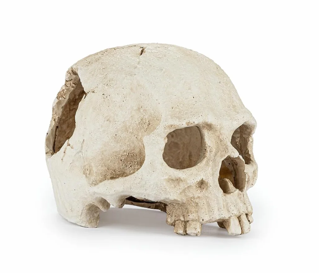 Happet realistyczna czaszka ozdoba do terrarium i akwarium – dekoracja prehistoryczna, kryjówka dla ryb i gadów, żywica, 15 cm