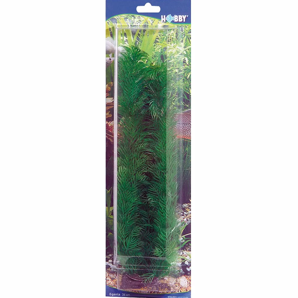 Hobby Egeria, 34 cm