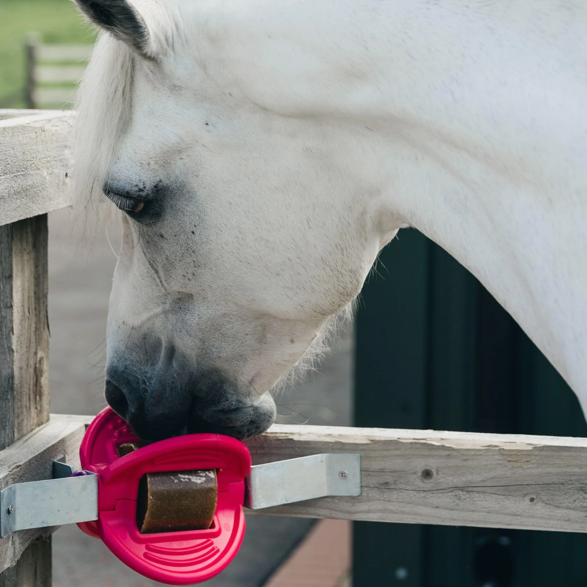 Waldhausen Bizzy Horse Leckstein, 1 kg, Minze