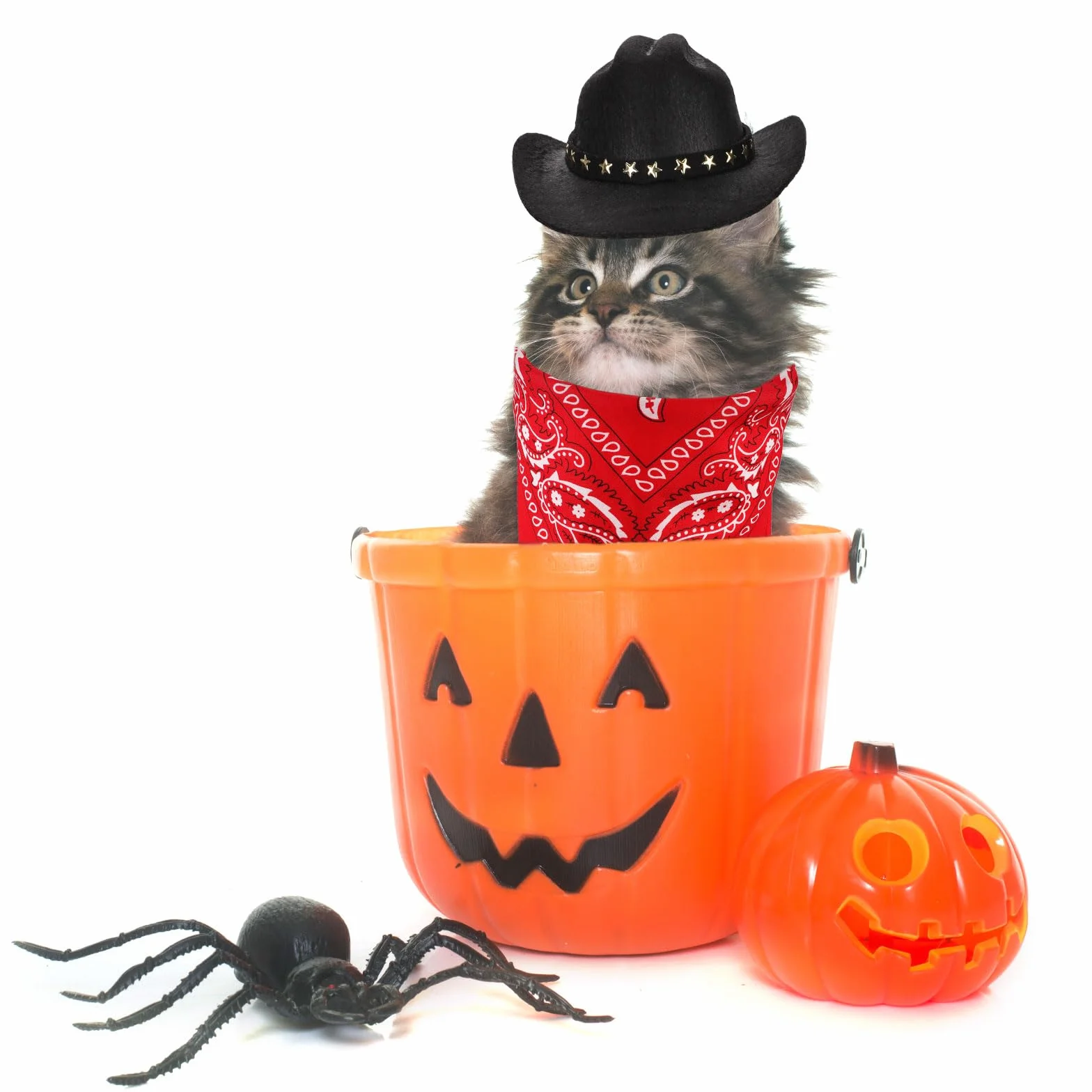 PEUTIER Kostium kowboja, psa i kota, kostium na Halloween, akcesoria dla małych zwierząt domowych (czarny, czerwony)