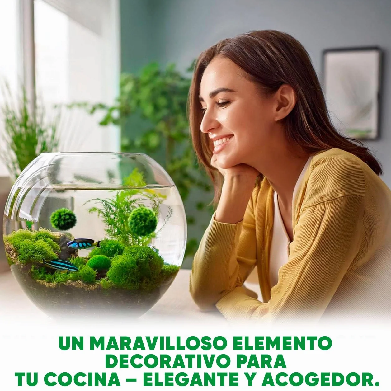 20 + 1 szt. kule mchu akwarium Cladophora aegagropila linneiae mech rośliny akwariowe rośliny wodne dekoracja rośliny prawdziwe marimo piłki mchu akwarium marimo moosball (1-3 cm)