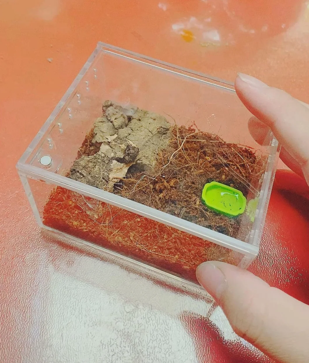 Magnetyczne akrylowe pudełko terrarium mini 10x8,5x6 cm dla pająków skorpionów węży