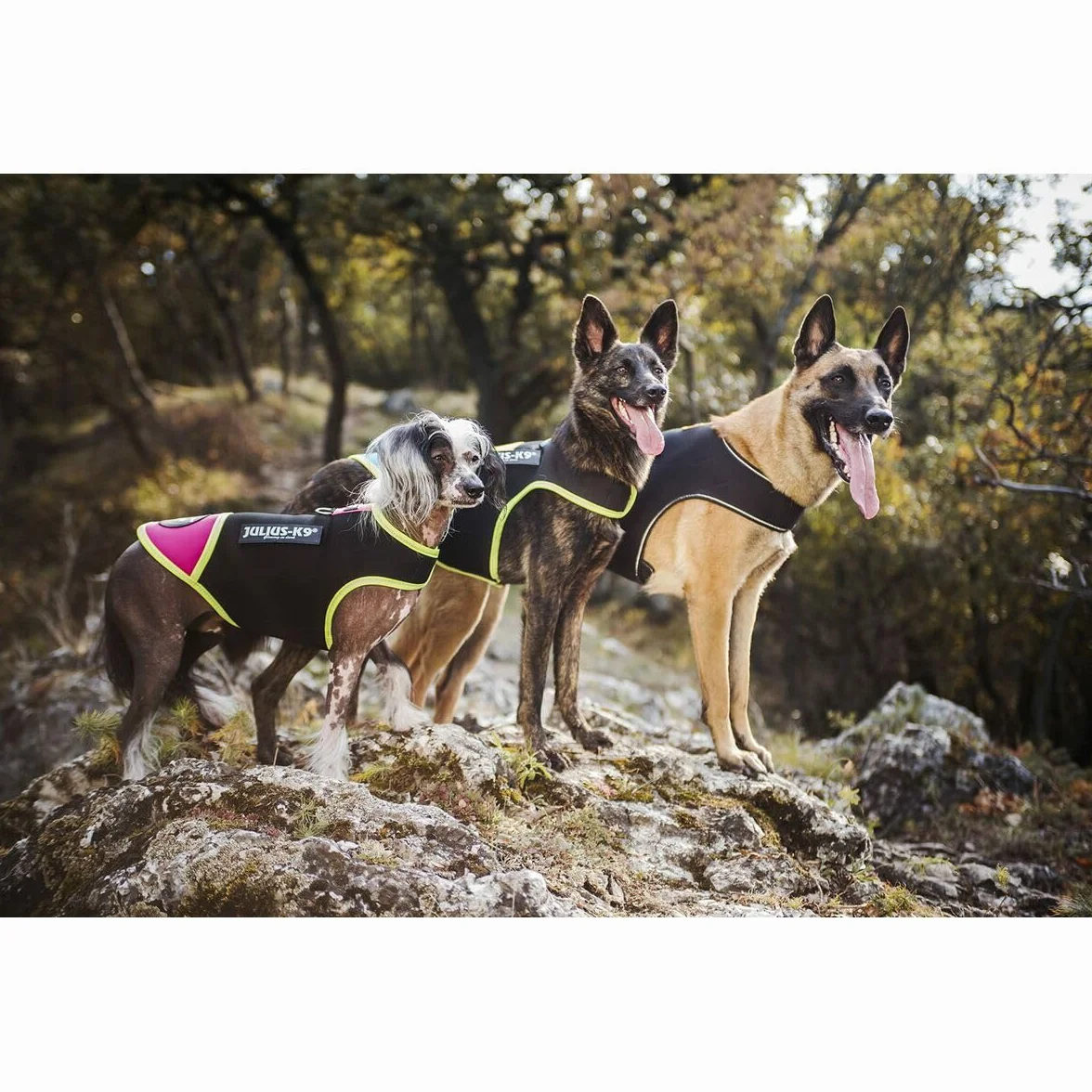Julius-K9 IDC neoprenowa kurtka dla psa, rozmiar: XL, czarna i żółta