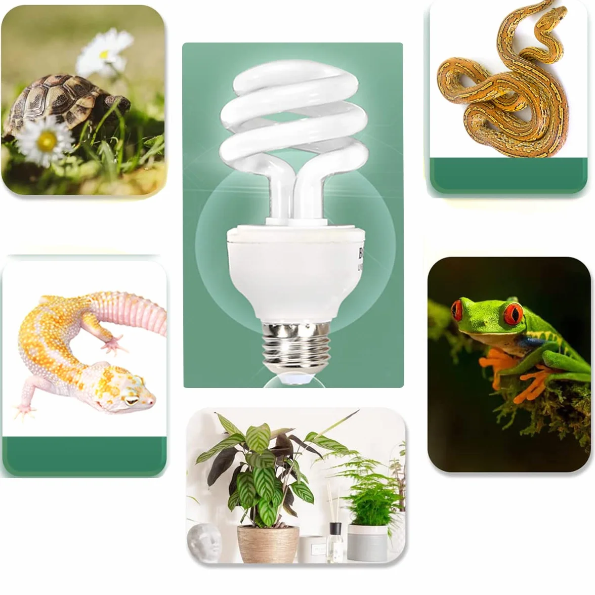 Żarówki UVB dla gadów Żarówka żółwia dla żółwi wodnych Tropikalne lampy terrarium Energooszczędny suplement wapnia dla płazów lasów deszczowych jaszczurka wąż (UVB5.0 26W)