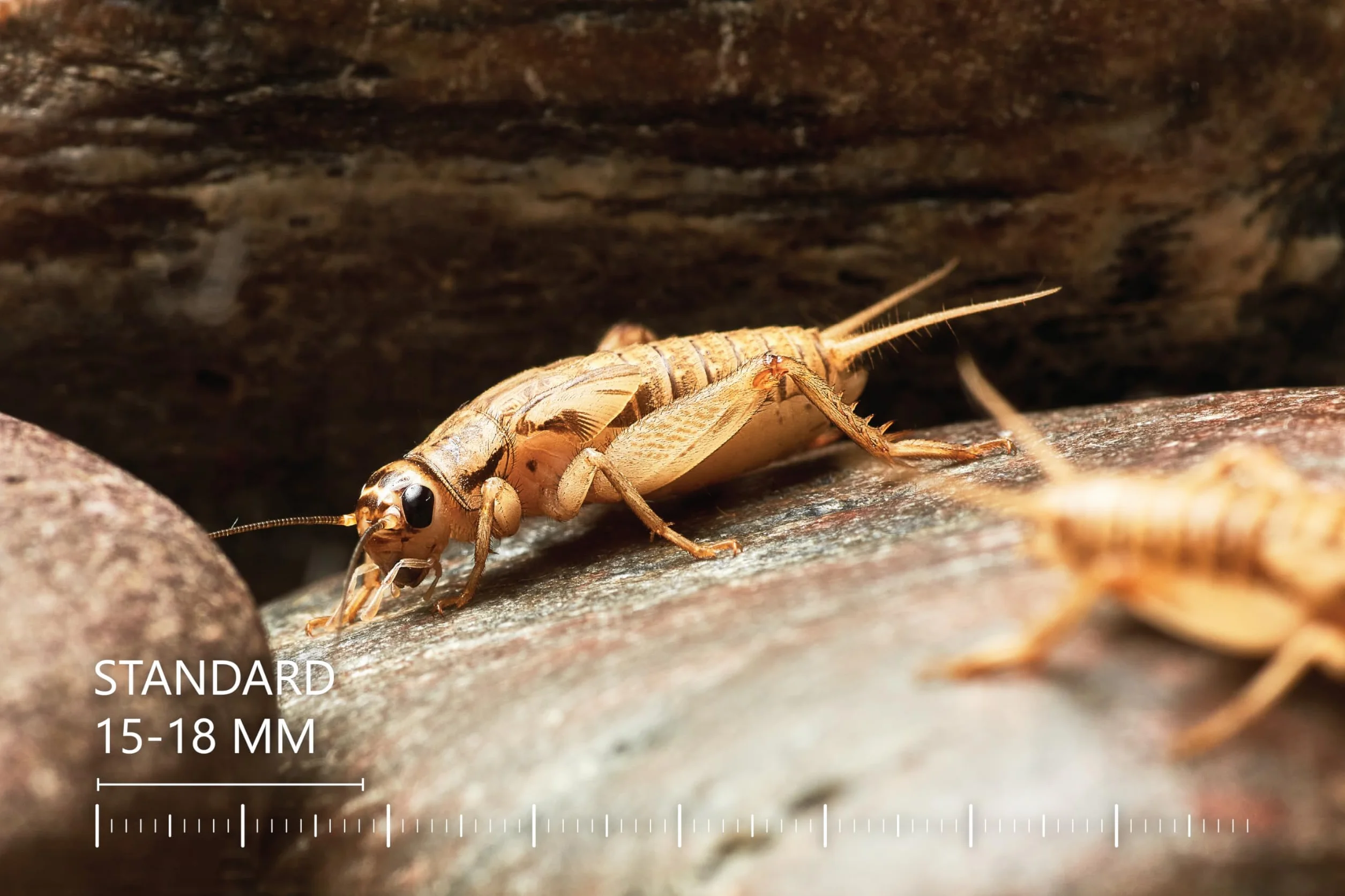 Żywe świerszcze domowe | rozmiar 2 (6-8 mm) Bardzo małe| MINI op – 150 szt. | karmowe wylęg