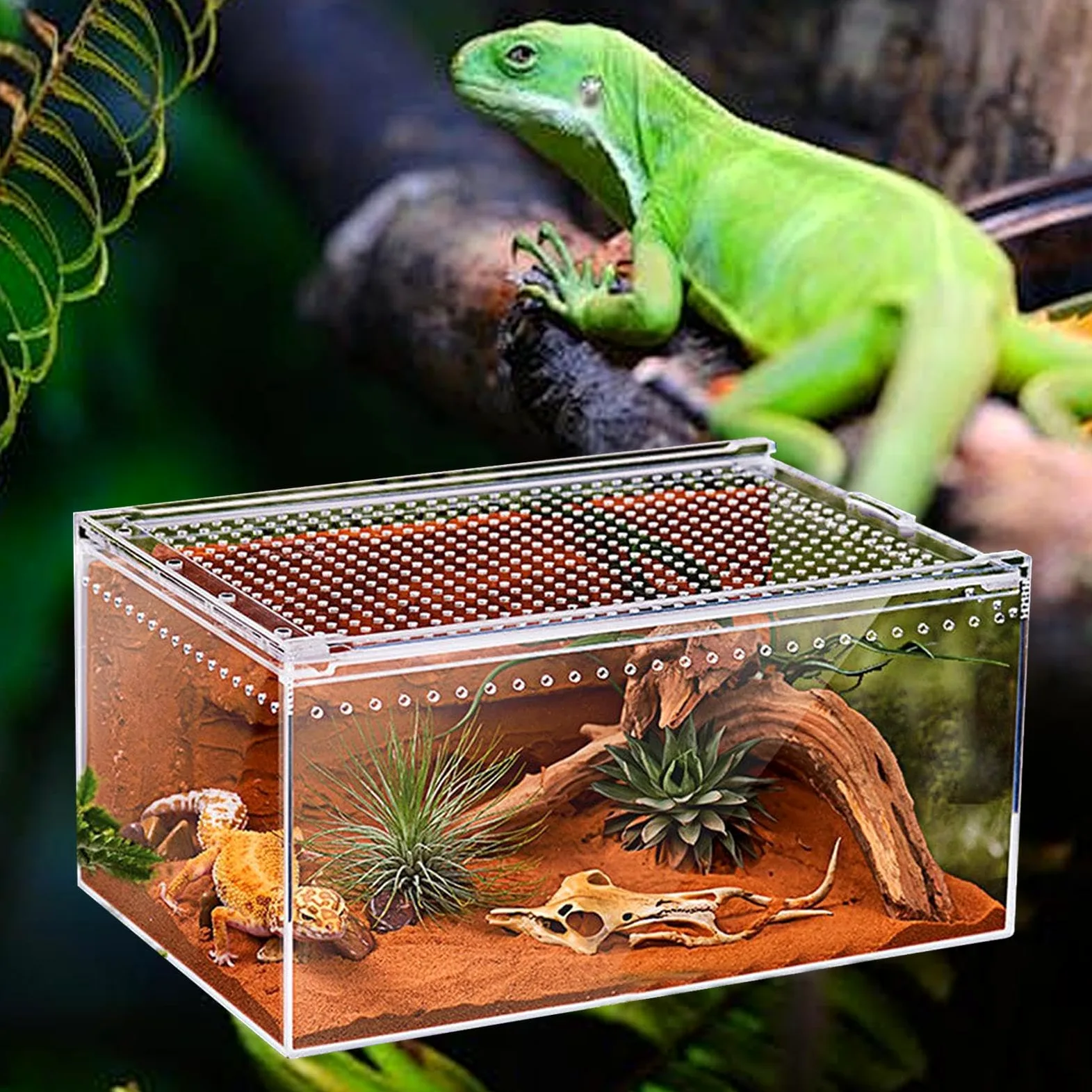 Terrarium Dla Paj?ków Skacz?cych - Akrylowe Terrarium Dla Gadów | Jaszczurek,dla Gekonów W??y Kameleonów ?ó?wi