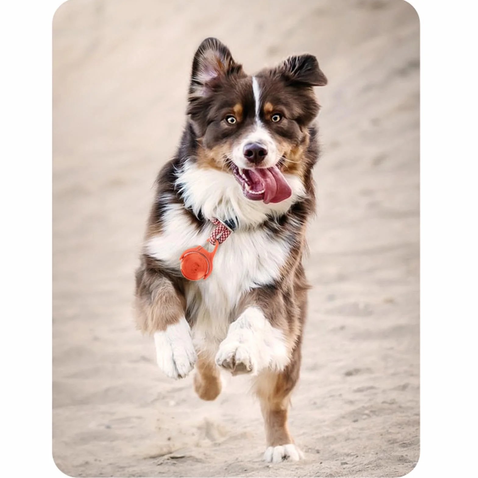 Dog Night Walking Lights l LED Dog Collar Light l Reflective Dog Walking Light l Rechargeable Pet Safety Light l Dog Walking Light-up Accessories Bright & Powerful Illumination for dogs of all sizes