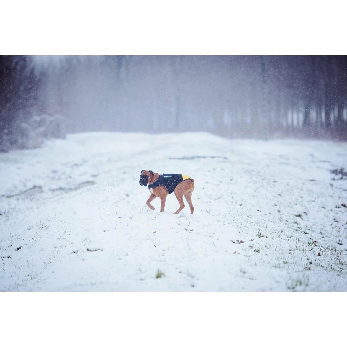Julius-K9 IDC neoprenowa kurtka dla psa, rozmiar: XL, czarna i żółta