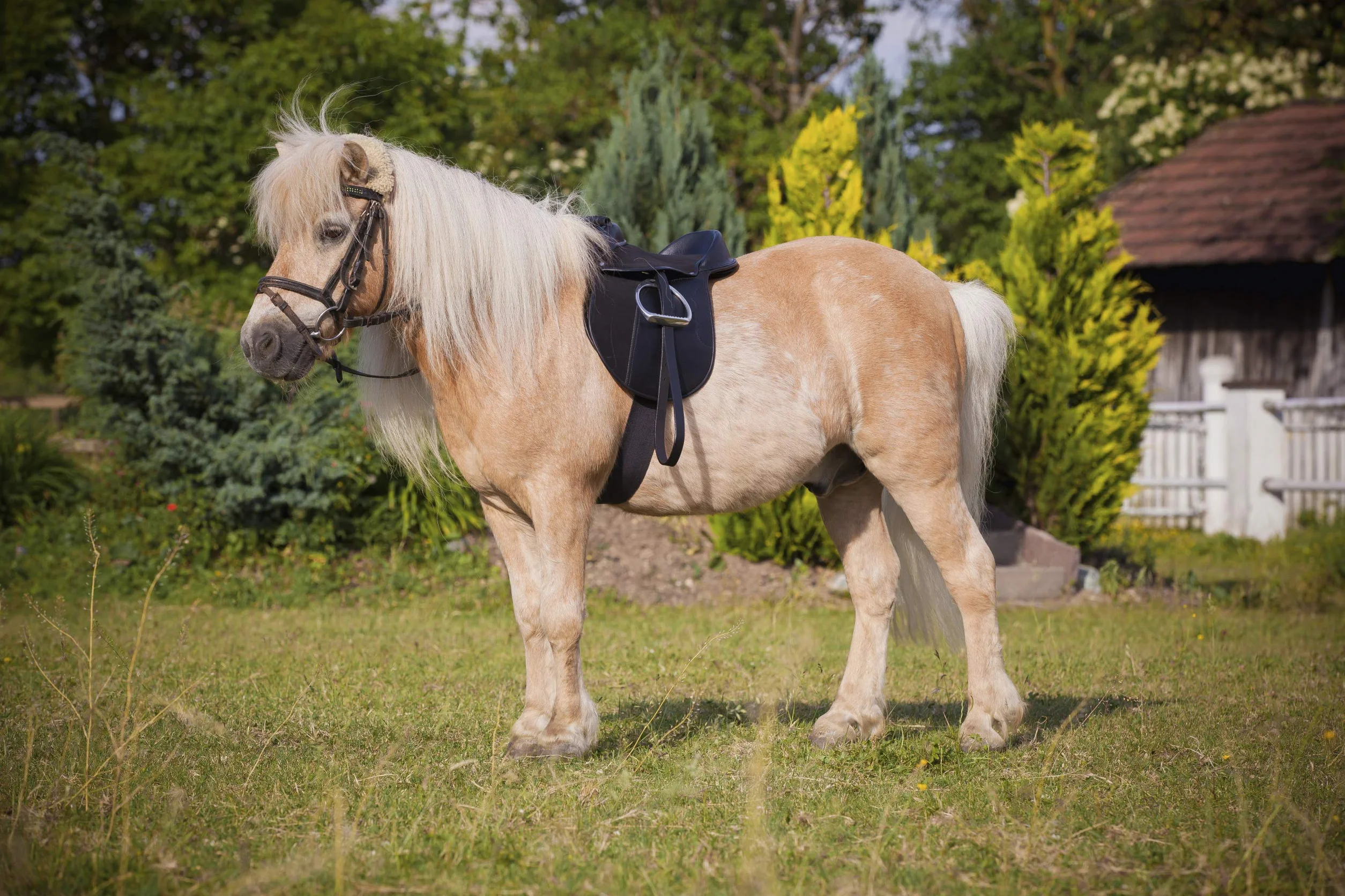 Kerbl Economy Pony 325415 zestaw siodełek, czarny