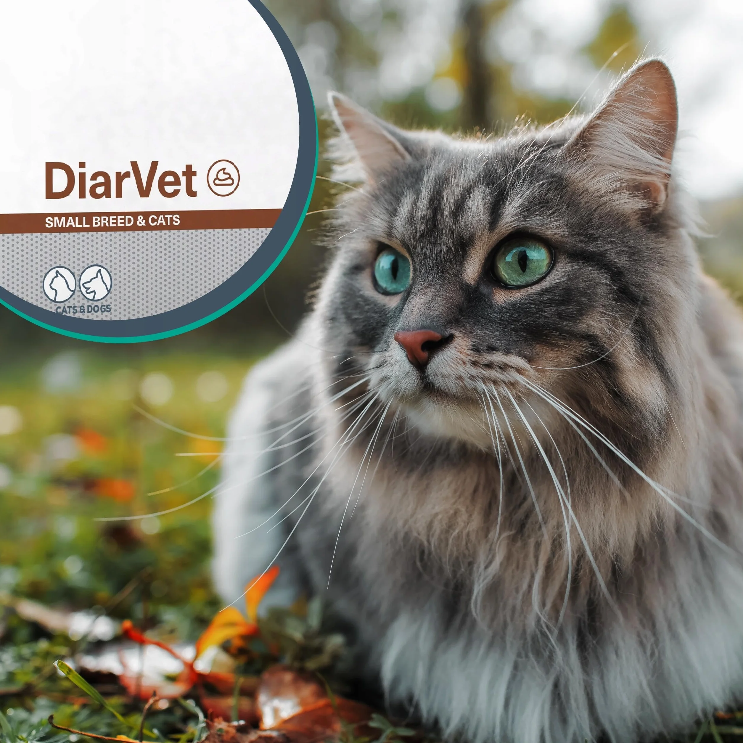 DIARVET SMALL BREED&CATS - w ostrej biegunce dla małych psów i kotów 6szt