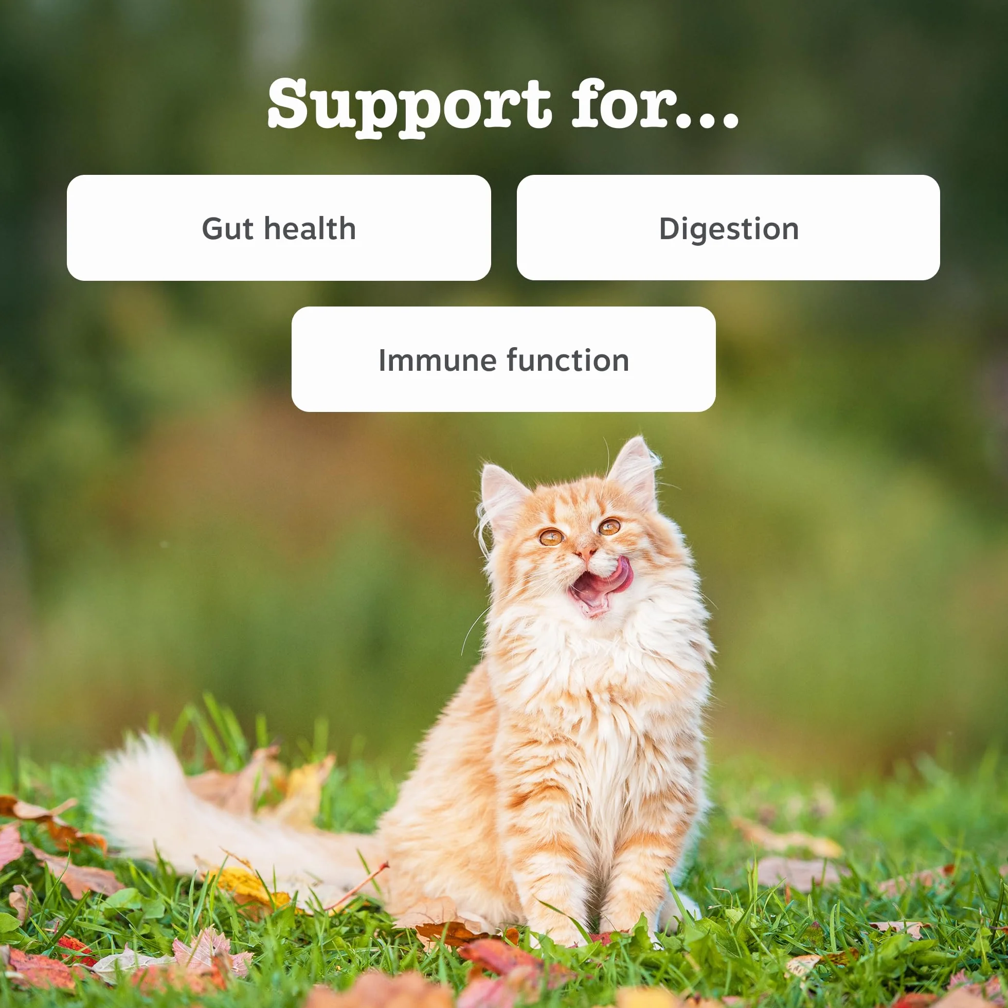 Zesty Paws Digestion & Prebiotics Paste for Cats | Helps Gut Health, Digestive Function & Immune Support | Contains Algal Oil, Postbiotics, Inulin, Vitamins C & E | Real Fish Flavour | 75g