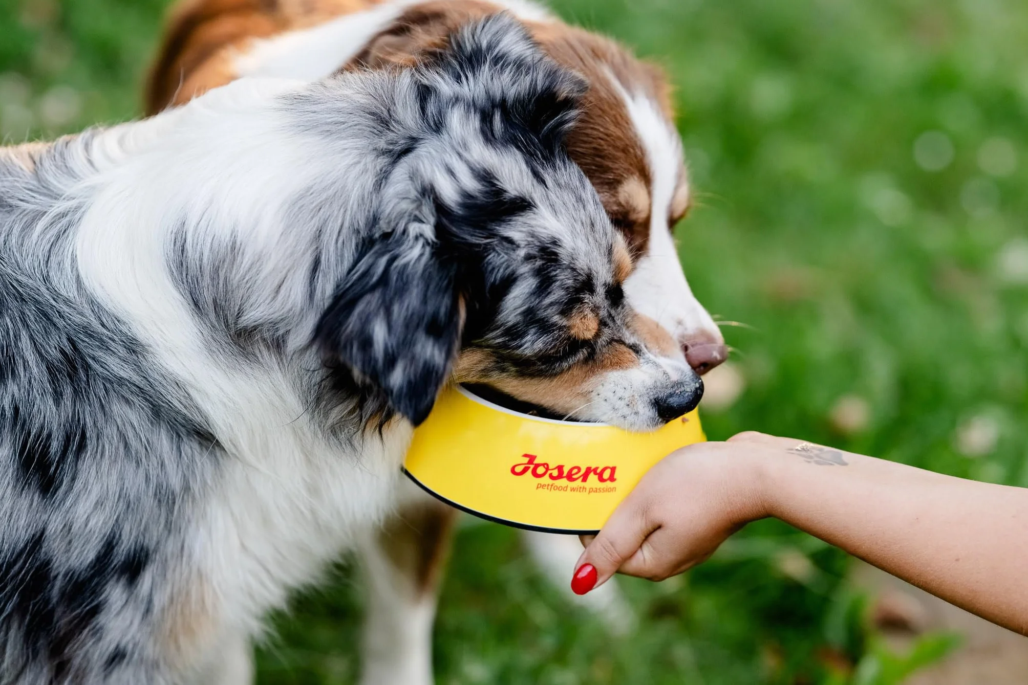 JosiDog Junior Sensitive 2,7 kg Karma dla szczeniaków wrażliwych sucha premium