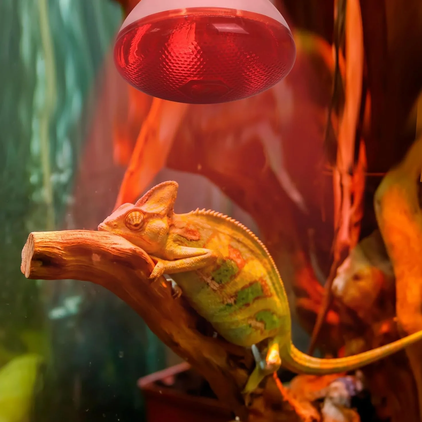 Terrarium dla gadów, 250 W, lampa na podczerwień, E27 Basking Spot do hodowli kur, świń, psów, oświetlenia żywności, łazienki