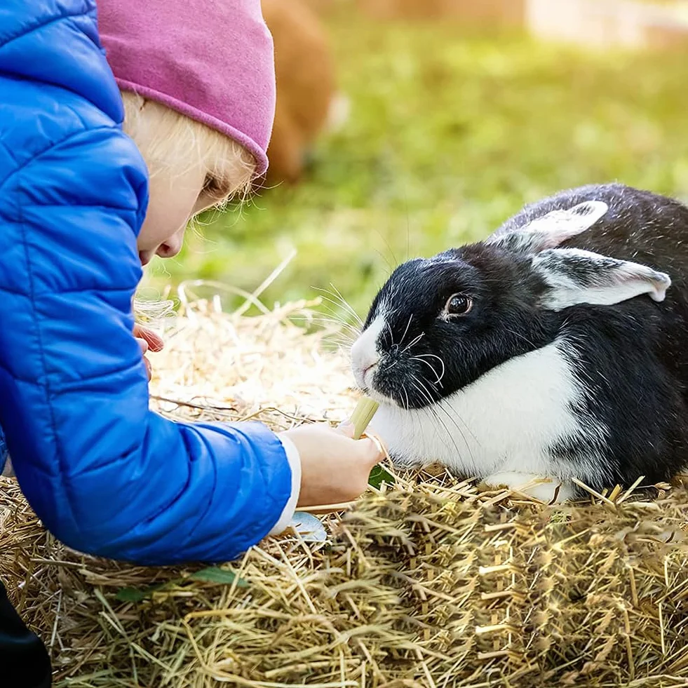 JabłKo żUć PałEczki,Bunny Kij Do żUcia,12 Szt. Kije JabłKowe，6 Szt. słodki bambus, MałE Zabawki Do żUcia,Zabawka Do żUcia KróLika Ze 100% Naturalną PałEczką JabłKową,KróLikiem,Chomikiem,Papugą