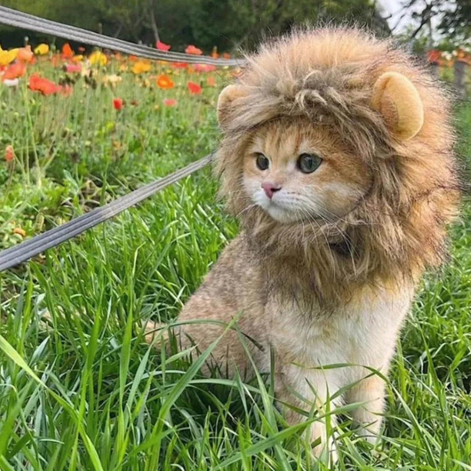 Maciun Lew Grzywa , Lew Grzywa dla kota - Lew W?osy Zwierz? Kot Kostium Kot Cosplay Odzie? - G?adkie w?osy lwa, zabawny kostium kotka, zmywalny fantazyjny kostium, kapelusz