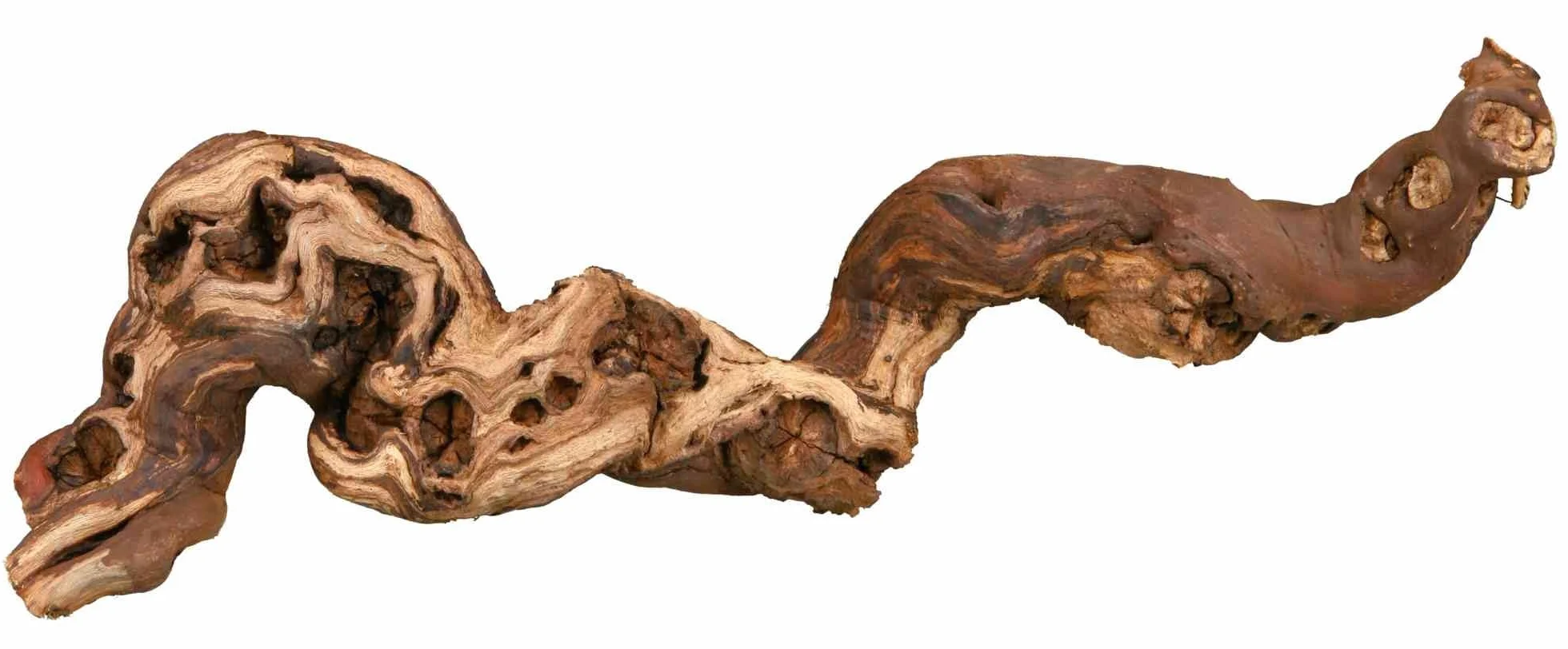 Trixie 76169 5 winorośli, promieniowane wodą, M: 30–40 cm, 5 sztuk