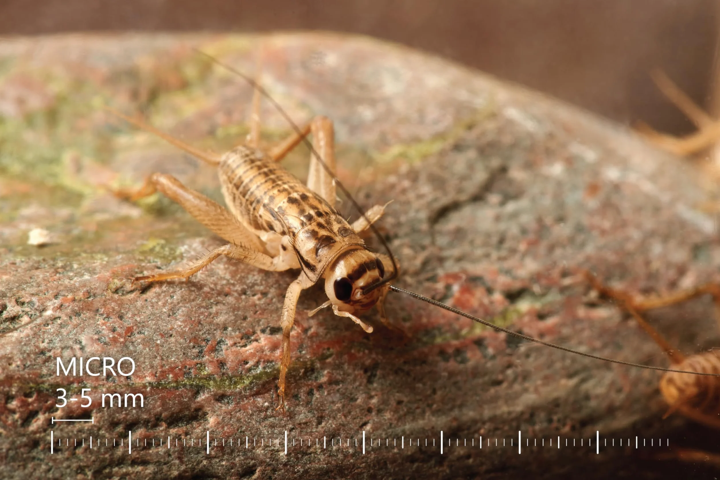 Żywe świerszcze domowe | rozmiar 2 (6-8 mm) Bardzo małe| MINI op – 150 szt. | karmowe wylęg